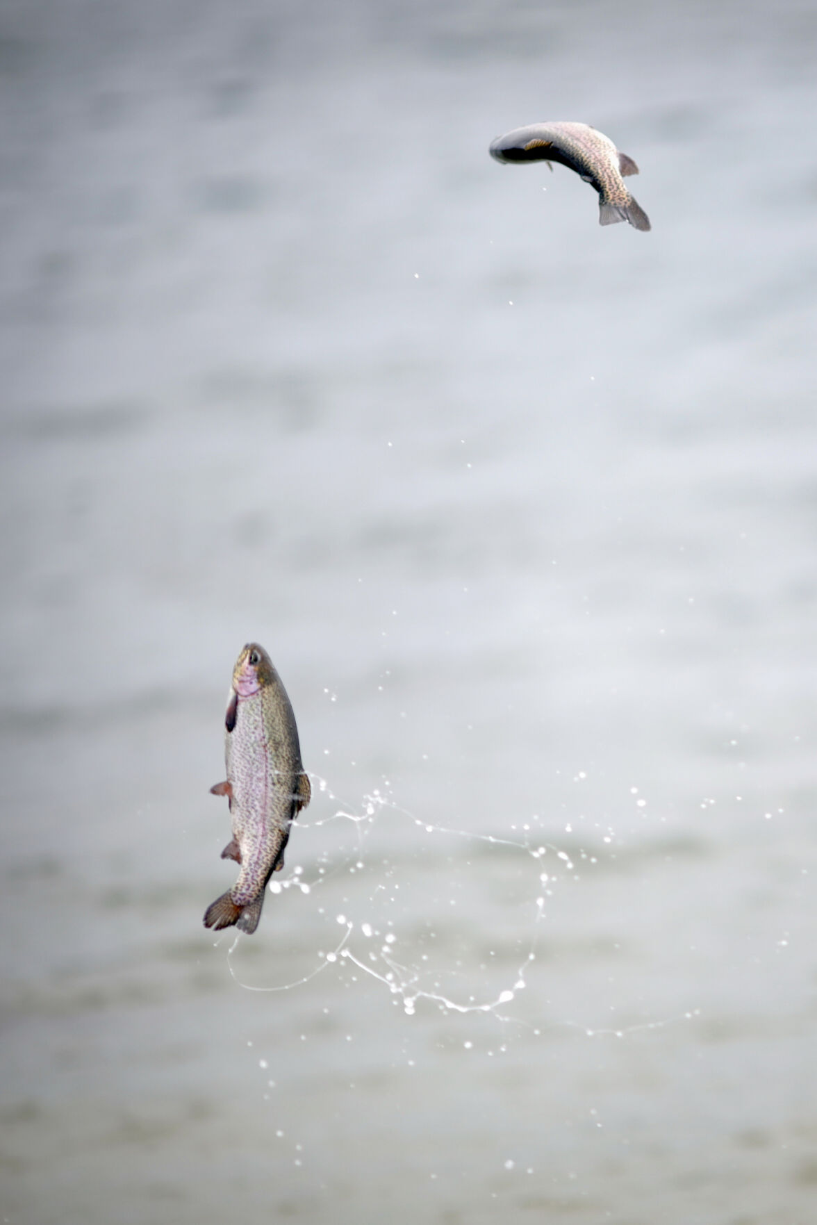 rainbow trout flying through air